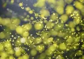 Mặt nạ ngủ không gây dị ứng được khuyên dùng