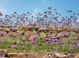 Mặt nạ mắt tốt giúp giảm quầng thâm