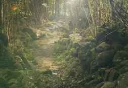 Khám phá những lợi ích làm đẹp da của hoa cúc La Mã.