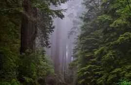 Bạn biết gì về những lợi ích của chiết xuất hạt nho?