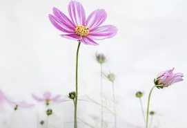 Serum kiểm soát dầu và thu nhỏ lỗ chân lông