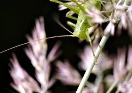 Các sản phẩm làm trắng và chống lão hóa được khuyên dùng năm 2009